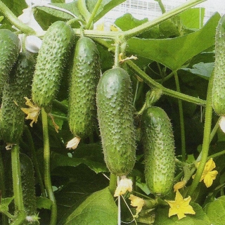 Огурец Кибрия F1