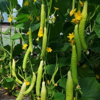 Огурец Китайский пломбир F1