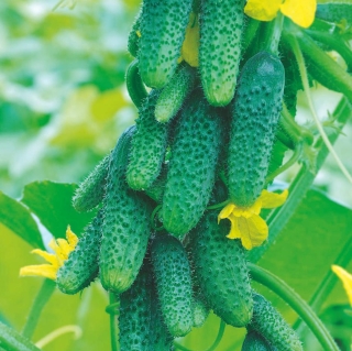 Огурец Конек-горбунок F1