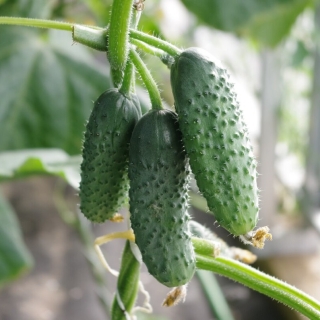 Огурец Котор F1