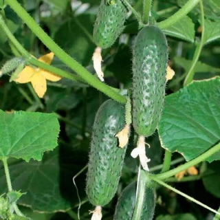 Огурец Кузя F1