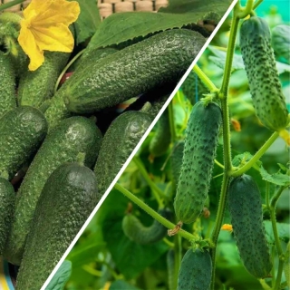 Дуэт Огурец Луховицкий F1 + Суздальский F1