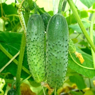 Огурец Матвейка F1