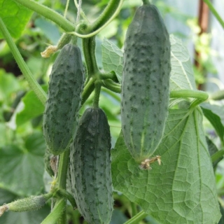 Огурец Метелица F1