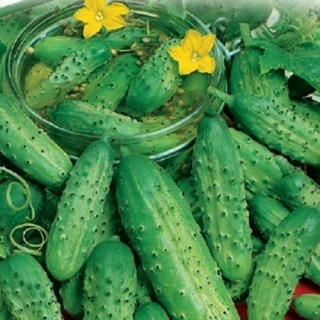 Огурец Монастырский