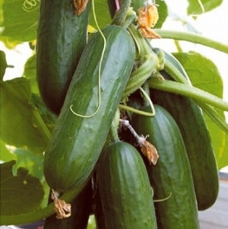 Огурец Обжорка F1