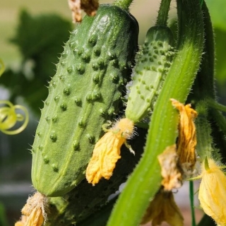 Огурец Огуречный проспект F1