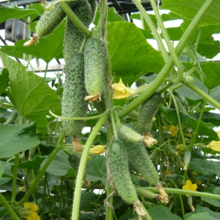 Огурец Окошко F1