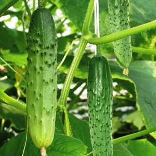 Огурец По Щучьему велению F1