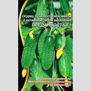 Огурец Преданность F1 (большой пакет)