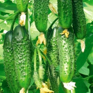 Огурец РМТ F1 (большой пакет)