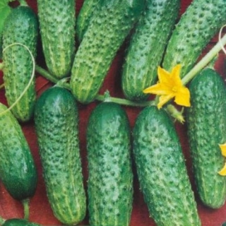 Огурец Русский Экспресс F1