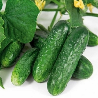 Огурец Самкон 14 F1