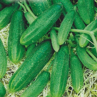 Огурец Сантана F1