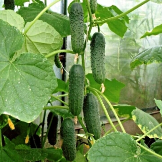 Огурец Сармат F1 (большой пакет)