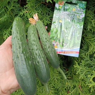 Огурец Шальная императрица F1