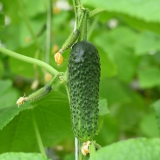 Огурец Щедрик F1