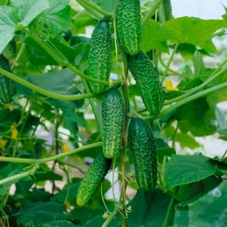 Огурец Шремский F1 (большой пакет)