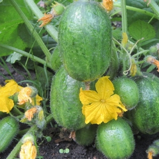 Огурец Смайлик F1