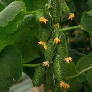 Огурец Смарт F1