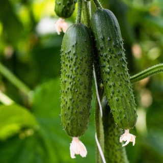 Огурец Спино F1