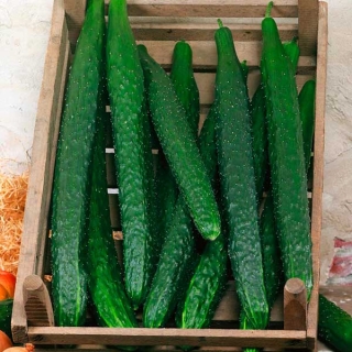 Огурец Темная ночь F1