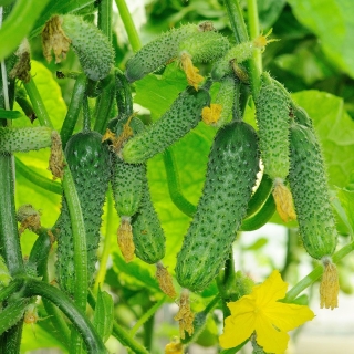 Огурец Виноградная гроздь F1