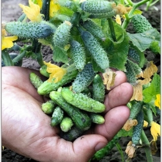 Огурец Воробей F1