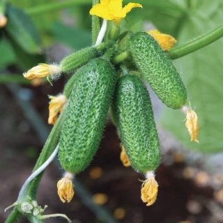 Огурец Всем на Зависть F1 (большой пакет)