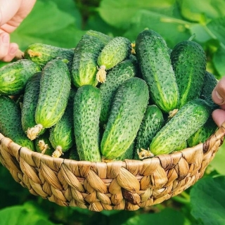 Огурец Китайский Малыш F1 (большой пакет)