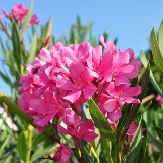 Олеандр обыкновенный (большой пакет)