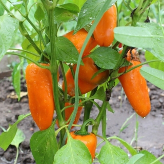Перец Оранжевое патио (балконный)