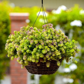 Орегано Киригами декоративное