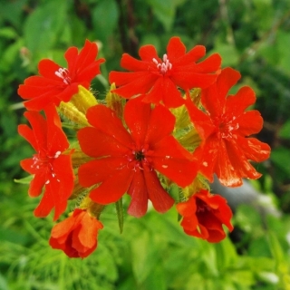 Зорька Скарлет (обыкновенная)