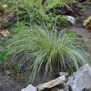 Осока Мист Амазон