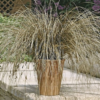 Осока Бронко власовидная