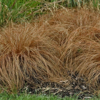 Осока Каштановый холм жгутиковая