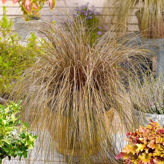 Осока Мустанг