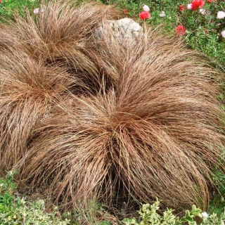 Осока Оберн жгутиковая