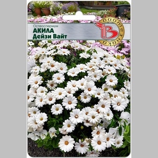 Остеоспермум Акила Дейзи Вайт