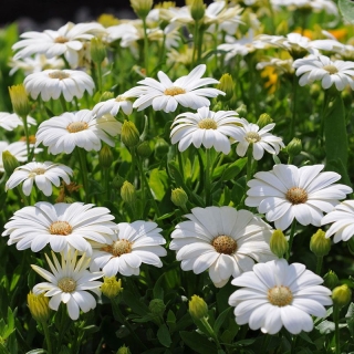 Остеоспермум Акила Дейзи Вайт