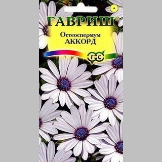 Остеоспермум Аккорд (белый)