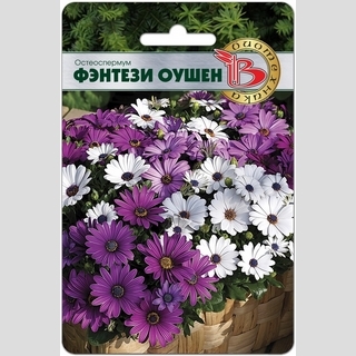 Остеоспермум Фентези Оушен