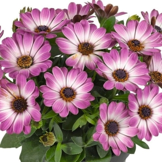 Остеоспермум Санни Парпл Биколор