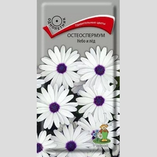 Остеоспермум Небо и лед