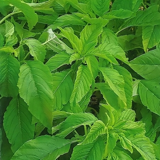 Амарант Крепыш овощной