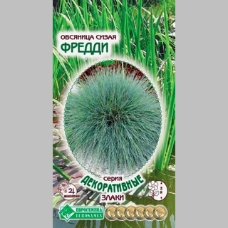 Овсяница Фредди сизая