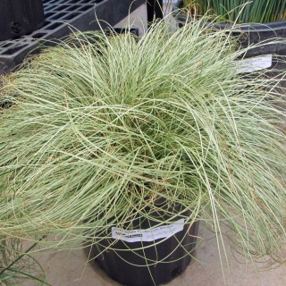 Осока Фростет Керл (власовидная)