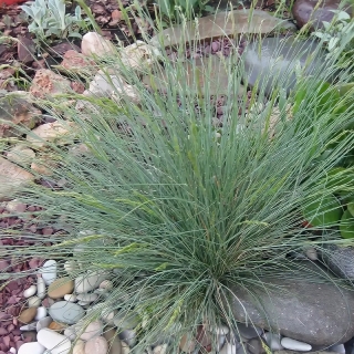 Овсяница Синичка декоративная (сизая ледниковая)