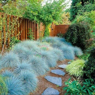 Овсяница Фредди сизая